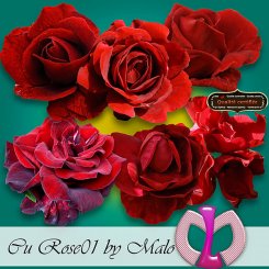 Roses01 (TS/CU)