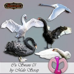 Swans01 (FS/CU)